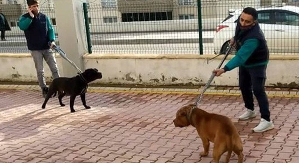 Babanın, başıboş köpeklere isyanı