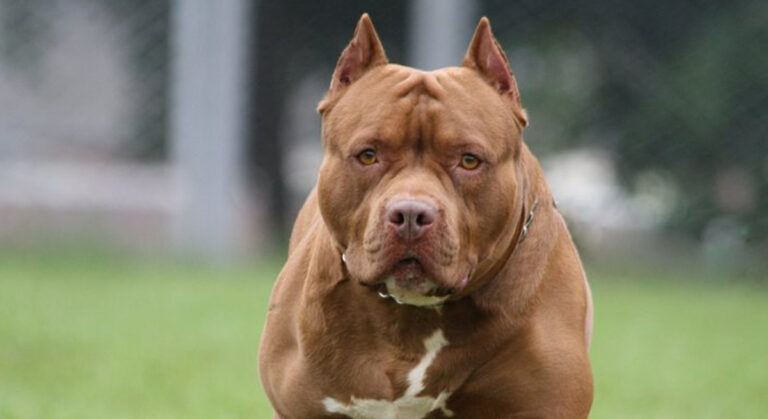 Pitbull Terrier, Japanese Tosa Besleyenlere Ceza