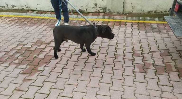 Küçük Bir Çocuk Daha Pitbull Cinsi Köpeklerin Saldırısına Uğradı