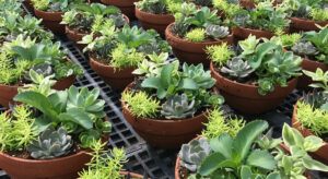 Sisi’den Mısır’da Süs Bitkisi Yetiştirme Kararına Yasak