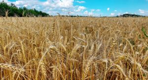 Buğday Fiyatlarında Düşüş