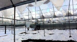 Amasya’da Yoğun Kar Yağışı Seralara Zarar Verdi