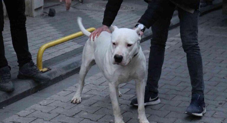 Bu Kadarına Da Pes! Kavgada Üzerine Pitbull Saldılar: 3 Yaralı