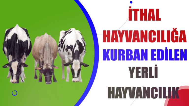 İTHAL HAYVANCILIĞA KURBAN EDİLEN YERLİ HAYVANCILIK