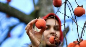 Kadın Girişimcilerin Yeni Kapısı: Trabzon Hurması