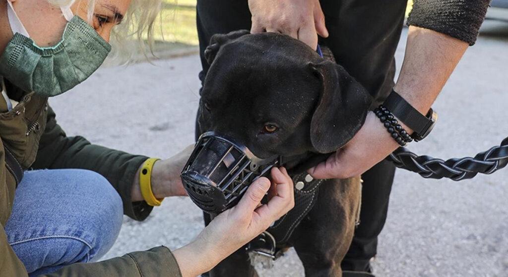 Yasaklı 6 Köpek Irkının Kısırlaştırılması İçin Son Gün