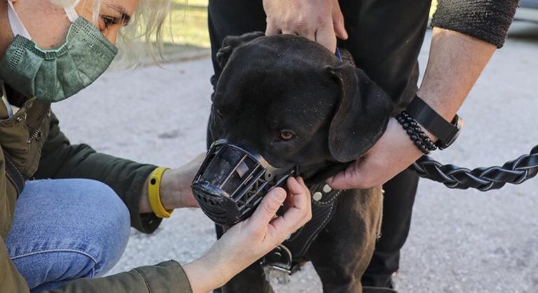 Türkiye’de Toplam 20 bin 843 Köpek Kayıt Altına Alındı