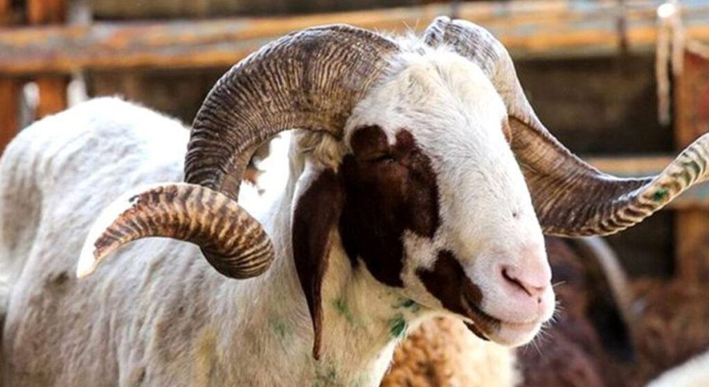 Hangi Hayvanlar Kurban Edilebilir?