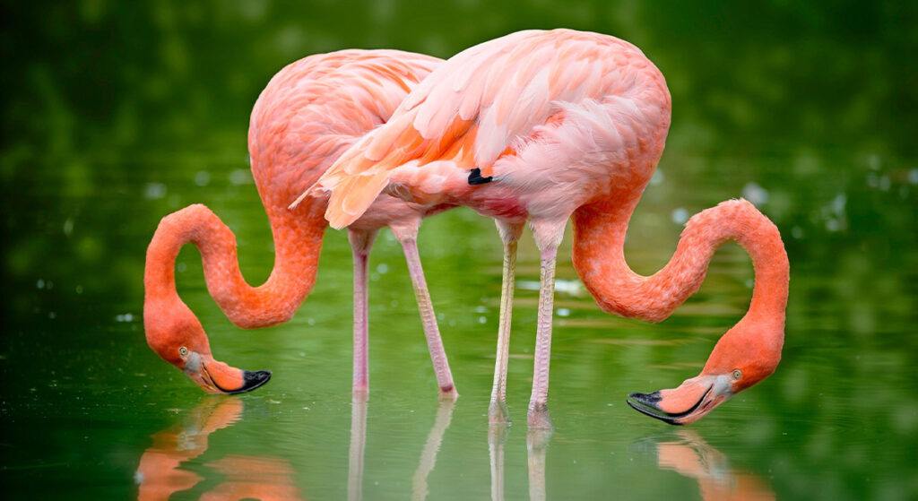 Flamingolar da Allah’ı Yüceltir