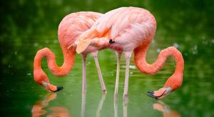 Flamingolar da Allah’ı Yüceltir