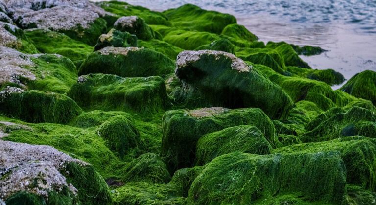 Yosundan Jet Yakıtı: Avrupa’nın İlk ve Tek Biyorafineri Tesisi Açıldı