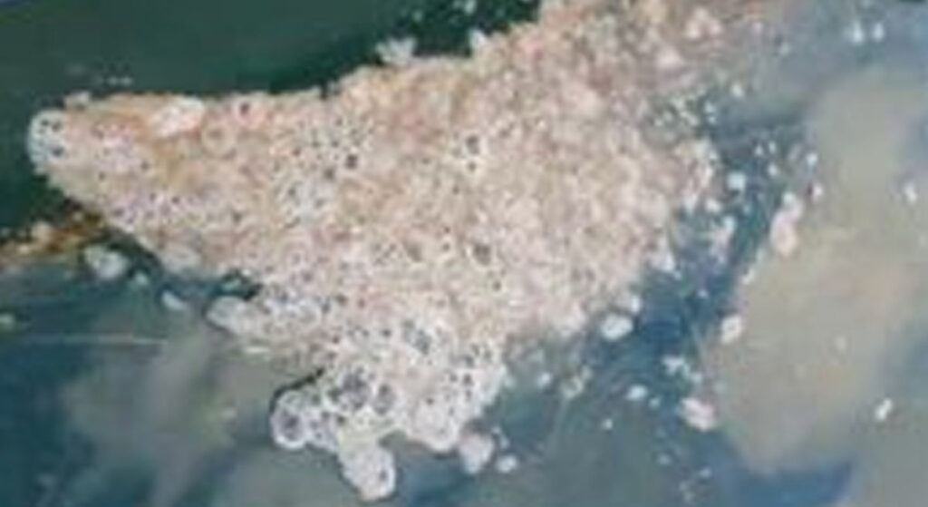 Çanakkale Boğazı’nda Müsilaj Kabusu