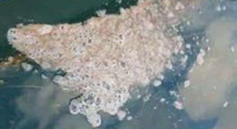 Çanakkale Boğazı’nda Müsilaj Kabusu