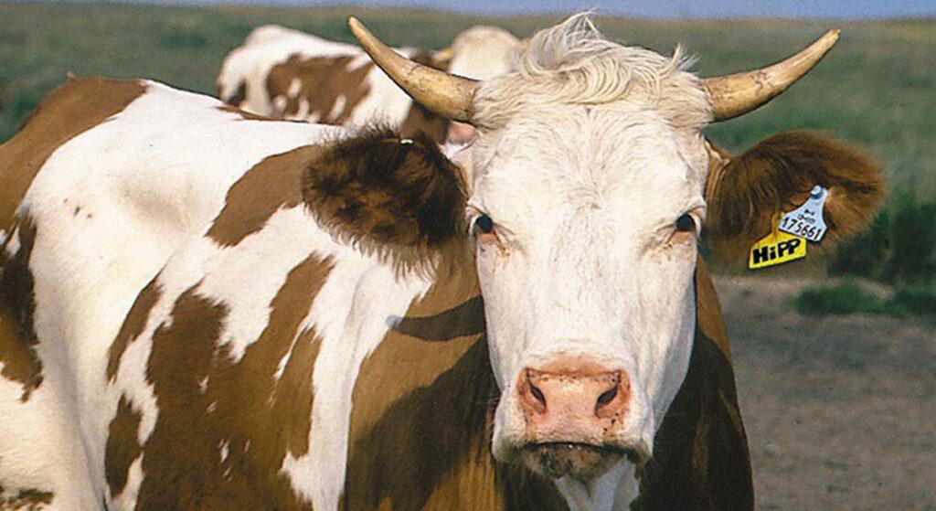 Irak’taki Sığırlar Su Kıtlığı Ve İhmalin Kurbanı Oldu