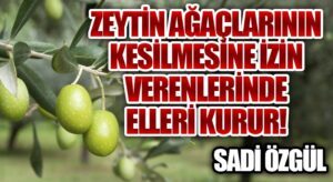 Zeytin Ağaçlarının Kesilmesine İzin Verenlerinde Elleri Kurur!!