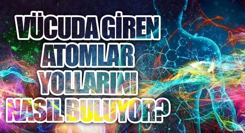 VÜCUDA GİREN ATOMLAR YOLLARINI NASIL BULUYOR ?