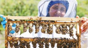 İklim Değişikliğine Karşı Arıları Korumalıyız!