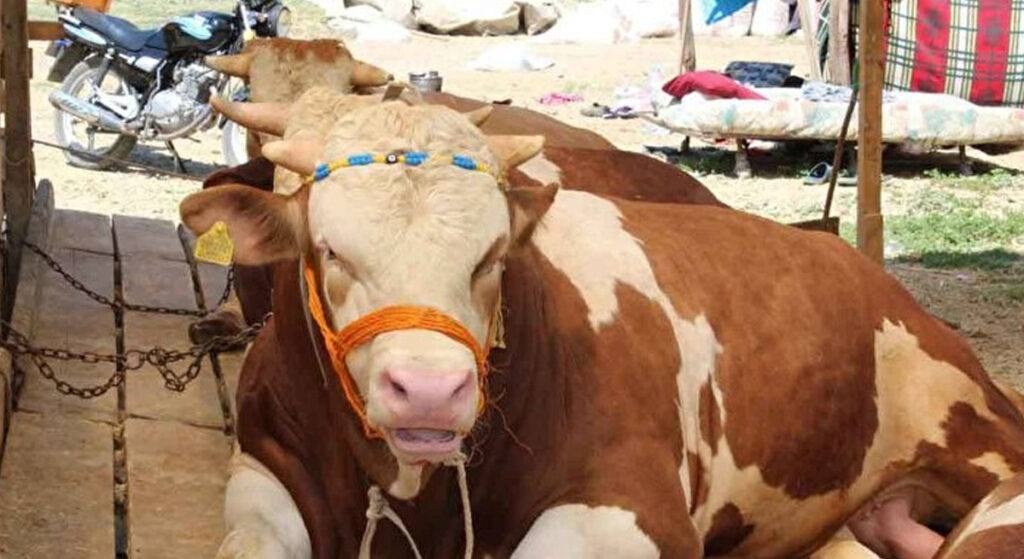 Kurban Fiyatları Belli Oldu!