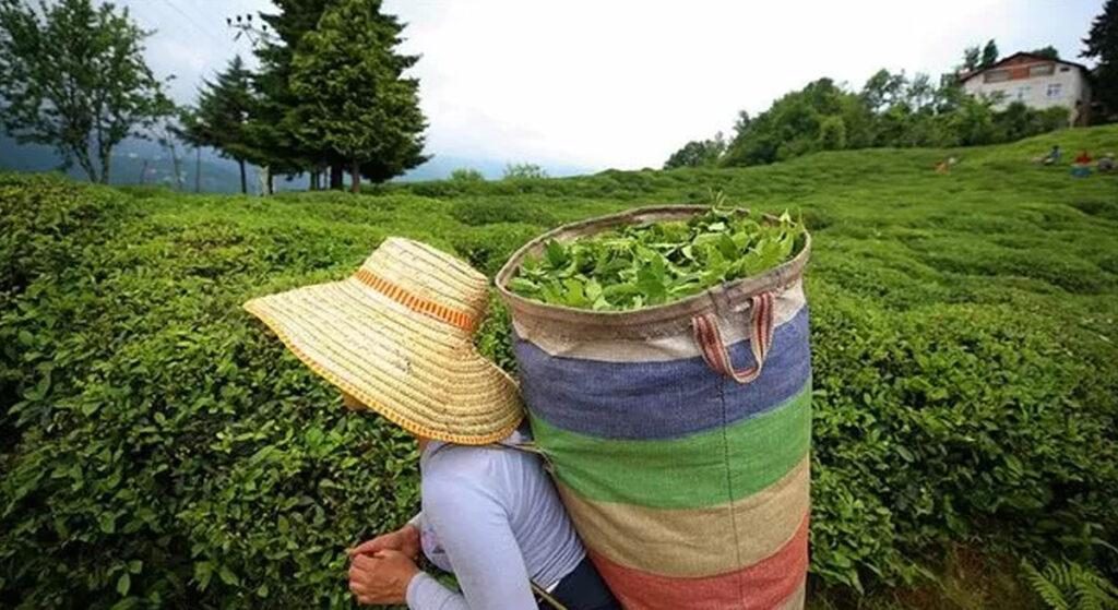 Uzaya Çay Gönderecekler