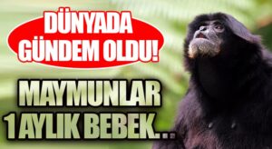 Tanzanya’da Maymunların Kaçırdığı 1 Aylık Bebek Hayatını Kaybetti