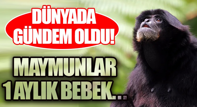 Tanzanya’da Maymunların Kaçırdığı 1 Aylık Bebek Hayatını Kaybetti