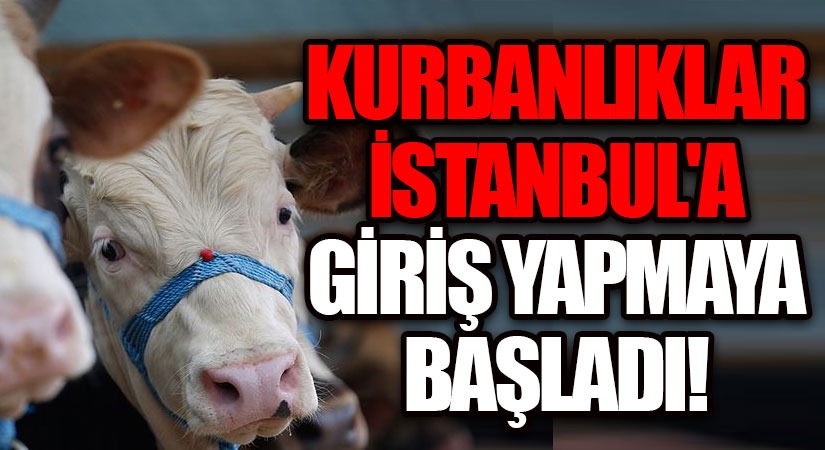 Kurbanlık Hayvanlar İstanbul’a Girmeye Başladı