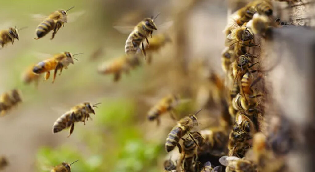 Arılar Mahkeme Tarafından Balık Sayıldı