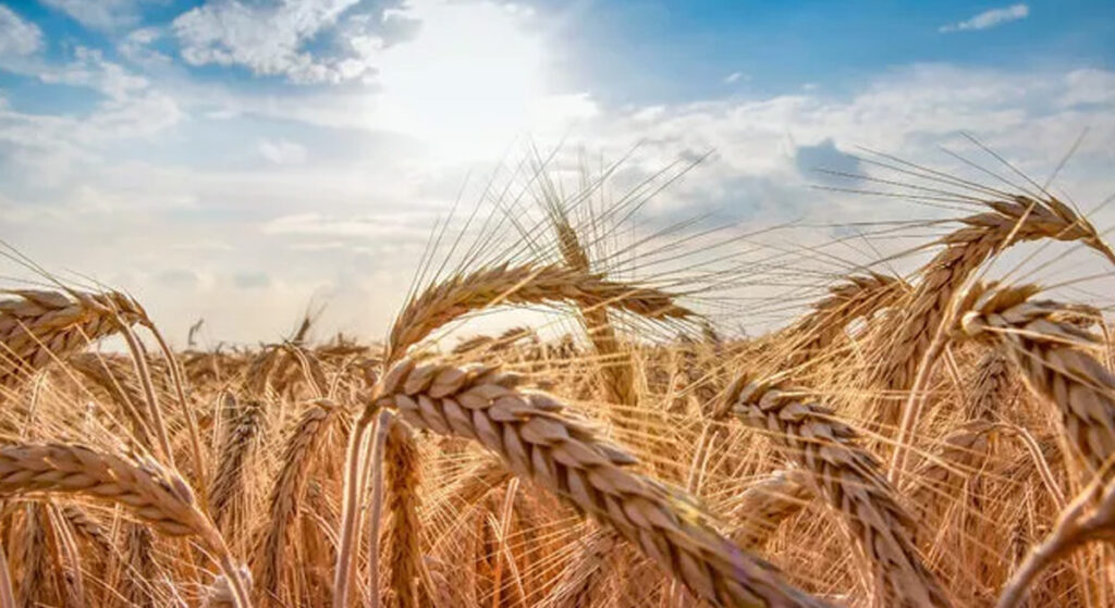 Ekmek Fiyatları İçin Flaş Gelişme!