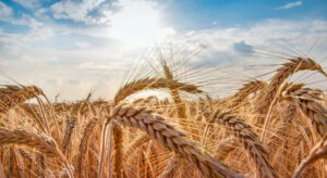 Ekmek Fiyatları İçin Flaş Gelişme!