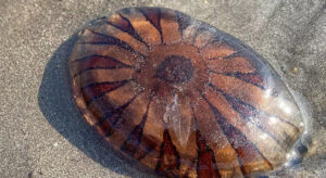 Marmara Denizi’nde Yeni Tehdit