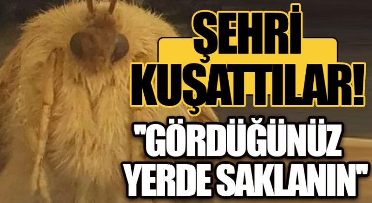 İngiltere’de Güve İstilası!
