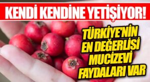Türkiye’nin En Önemli Meyvelerinden