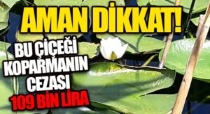 Nilüfer Çiçeğini Koparana Büyük Ceza!