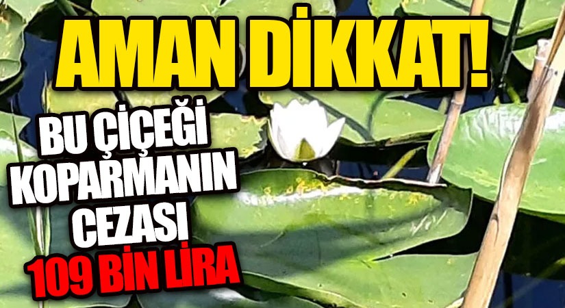 Nilüfer Çiçeğini Koparana Büyük Ceza!
