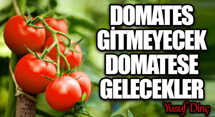 Domates Gitmeyecek Domatese Gelecekler