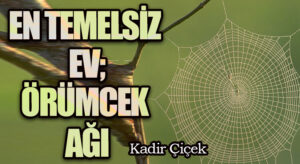En Temelsiz Ev; Örümcek Ağı