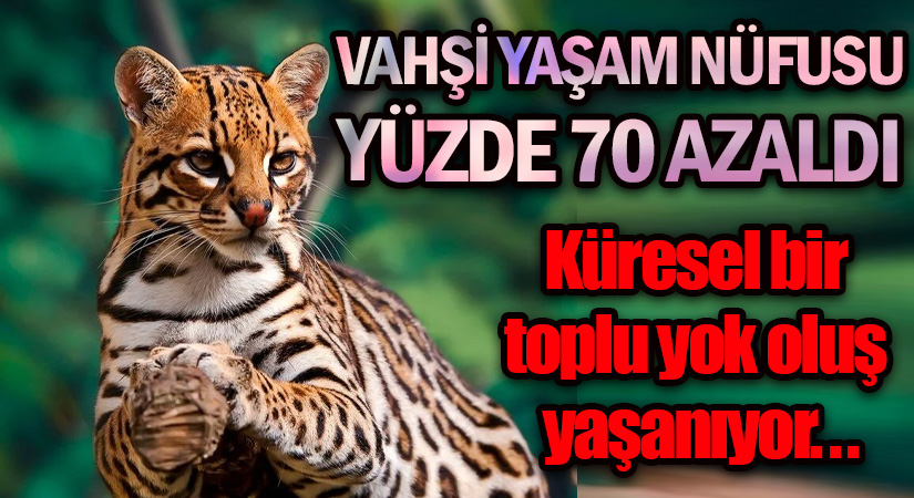 Küresel Bir Toplu Yok Oluş Yaşanıyor