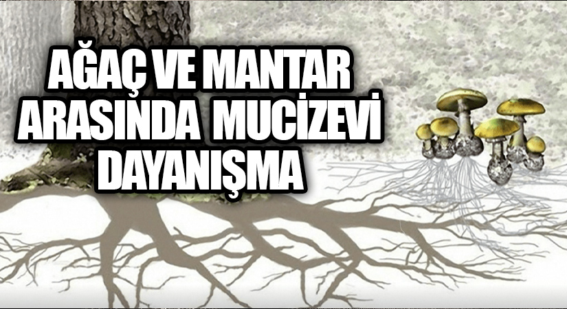 AĞAÇ VE MANTAR ARASINDA  MUCİZEVİ DAYANIŞMA