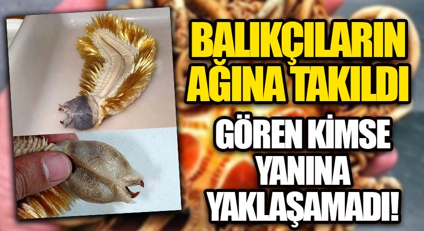 Balıkçıların Ağına Takıldı
