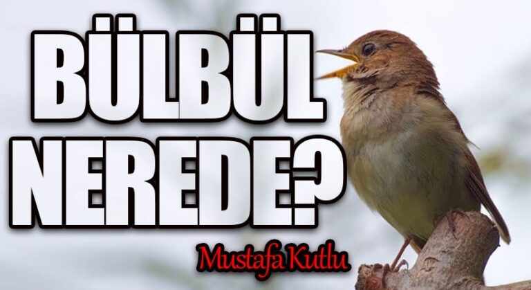 Bülbül Nerede?
