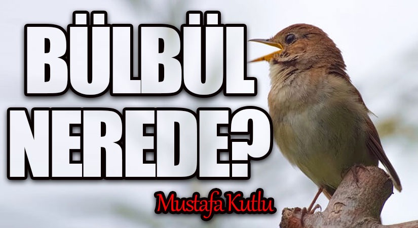 Bülbül Nerede?