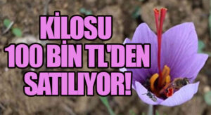 KİLOSU 100 BİN TL’DEN SATILIYOR!