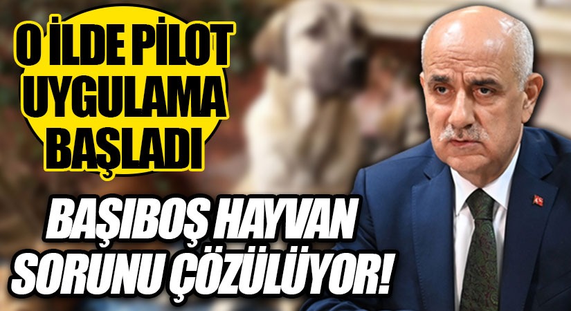 Bakan Kirişçi Açıkladı: Sokak Hayvanları İçin Yeni Düzenleme Geliyor