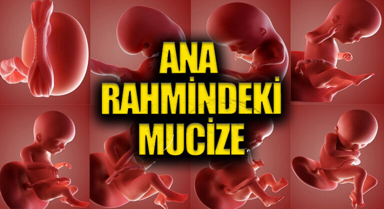 ANA RAHMİNDEKİ MUCİZE