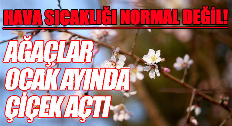 Hava Sıcaklığı Normal Değil! Ağaçlar Ocak Ayında Çiçek Açtı..