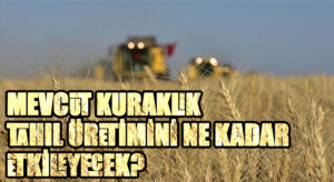 Mevcut Kuraklığın Tahıl Üretimine Etkisinin Sınırlı Olması Bekleniyor