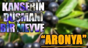 KANSERİN DÜŞMANI BİR MEYVE  “ARONYA”