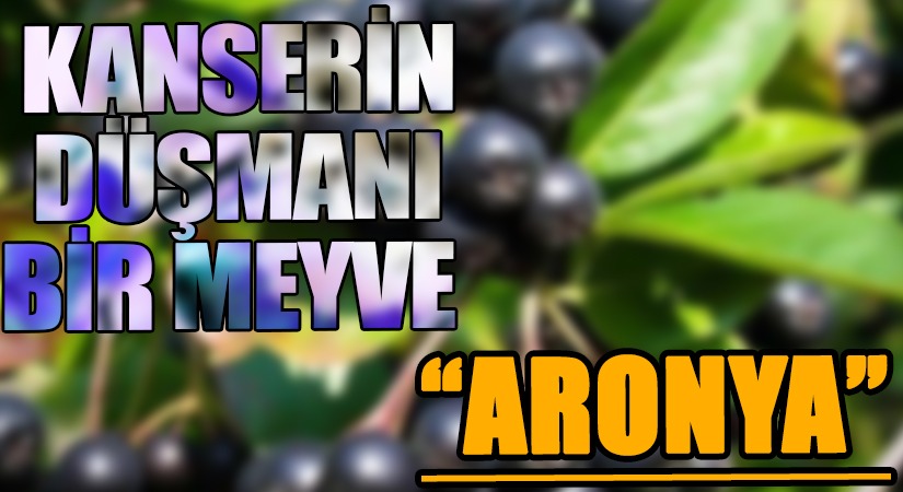 KANSERİN DÜŞMANI BİR MEYVE  “ARONYA”