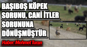 Başıboş Köpek Sorunu, Cani İtler Sorununa Dönüşmüştür