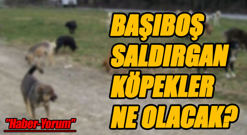 BAŞIBOŞ SALDIRGAN KÖPEKLER NE OLACAK?